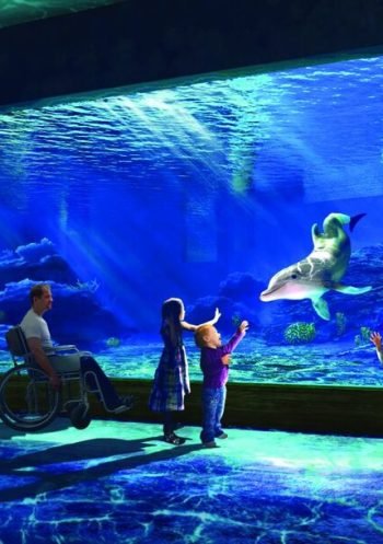 clearwater+aquarium clearwater+aquarium